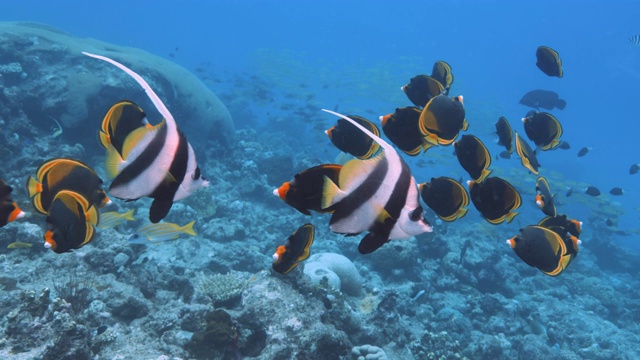 在太平洋暗礁上的暗色蝴蝶鱼和旗帜鱼的水下镜头。在大堡礁潜水或潜水的POV。慢镜头，红色摄像机。视频素材