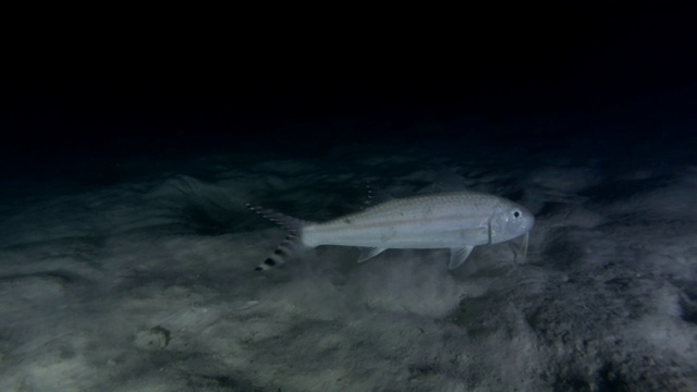 晚上在沙底的鳍条纹山羊鱼视频素材