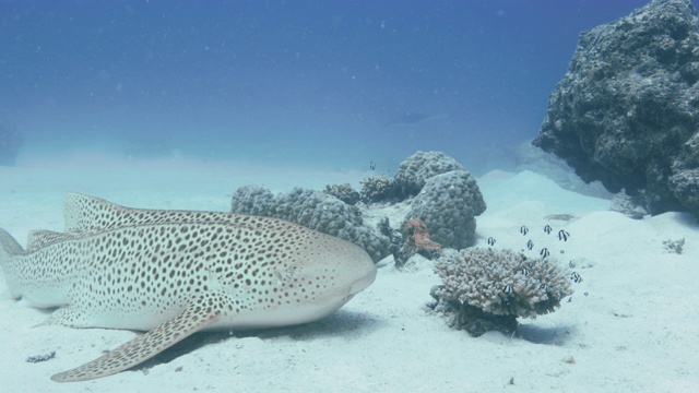 水下镜头的斑马鲨与斑点鹰鳐和鮣鱼在背景，POV期间潜水。红色的相机。视频素材