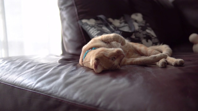 可爱的小猫在沙发上休息。视频下载