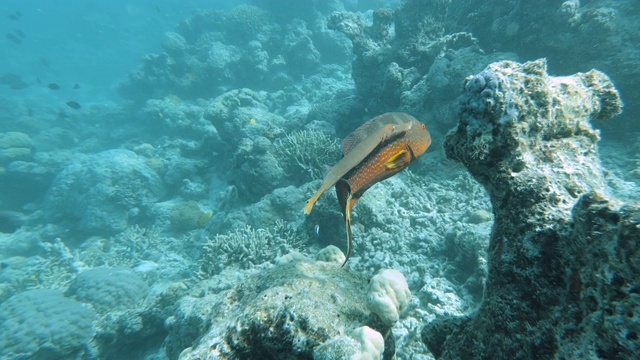 水下的喇叭鱼使用石斑鱼作为伪装和保护。珊瑚礁浮潜。Ile Des。视频素材