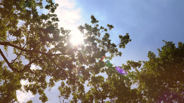 4K橡树树冠在夏日微风中轻轻摇曳视频素材