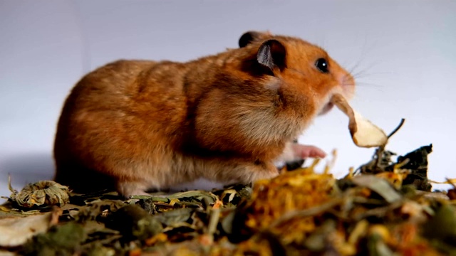 叙利亚仓鼠在吃干蔬菜视频素材