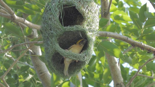 亚洲金织雀筑巢。视频下载