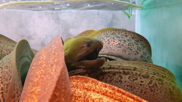 餐厅水族馆里的巨型海鳗视频下载