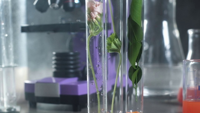 现代实验室。氮气蒸发到里面有植物的试管中。视频下载