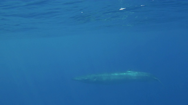 近距离观察在印度洋上游动的布莱德鲸，斯里兰卡。视频素材