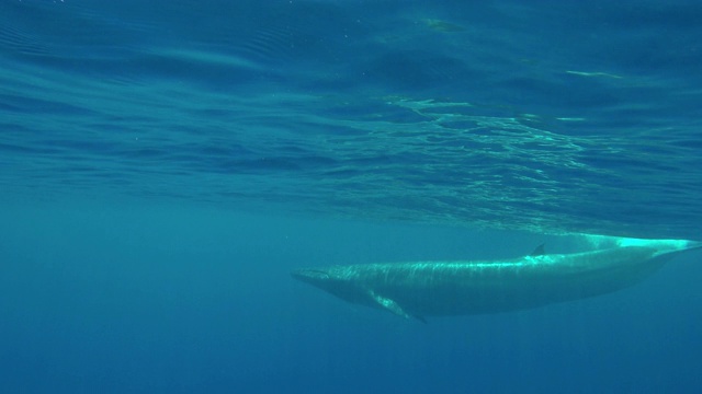 斯里兰卡，印度洋上的白鲸。视频素材