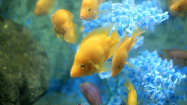 不同种类的鱼在一个大水族馆里游泳。视频下载