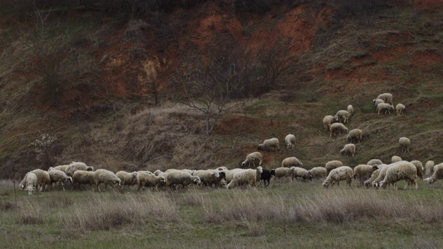 一群绵羊和山羊在山上放牧的视频视频素材