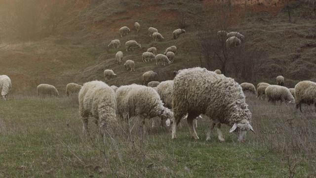 绵羊在牧场上吃草的视频视频素材