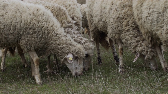 绵羊在牧场上吃草的视频视频素材