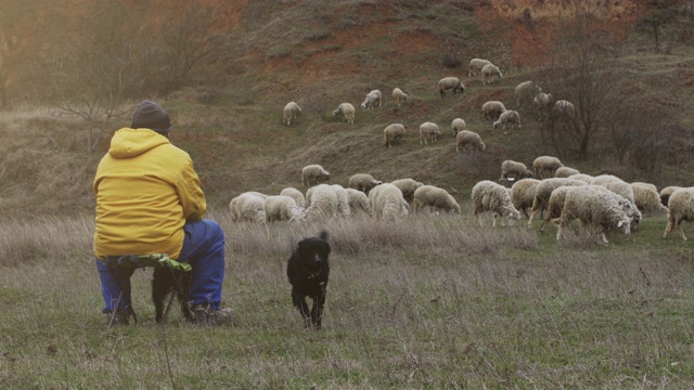 一个牧羊人和狗坐在山坡上，看管着羊群视频素材