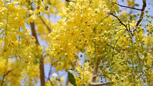 金色雨树(决明子)在蓝天和阳光的照耀下盛开。视频素材