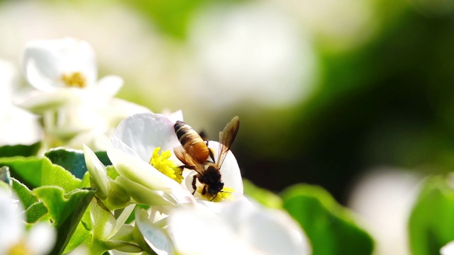 慢镜头，蜜蜂从花粉中采集花蜜。视频素材