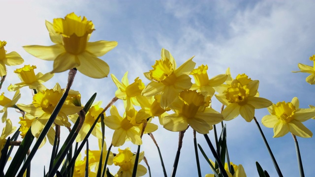 春天的水仙花映衬着晴朗的天空视频下载