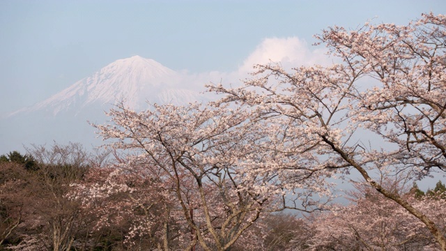 富士山上的樱花(时光流逝)视频素材