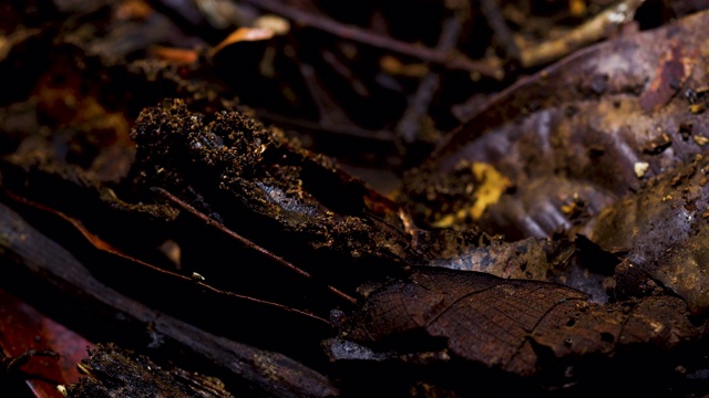 马来西亚，昆虫爬过落叶层。视频素材