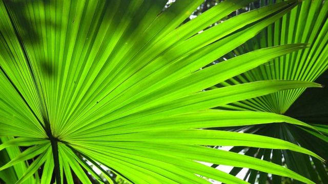 阳光洒在清新的绿色棕榈叶上，大自然在森林里，风吹过。视频下载