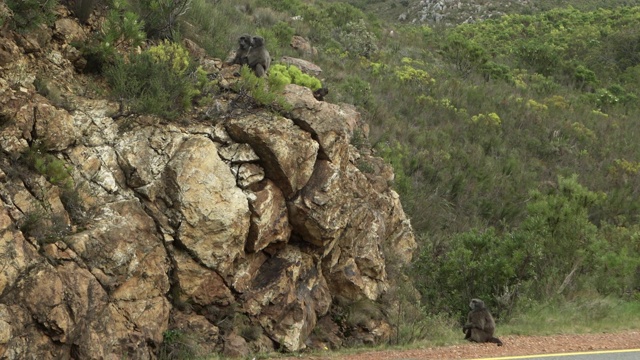 南非开普敦，一个在高高的岩石上玩耍的小狒狒家庭被惊人的封锁视频素材
