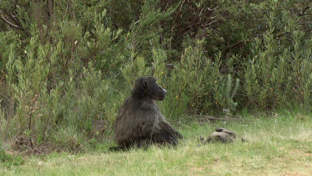 南非开普敦，一只狒狒妈妈坐在草地上，旁边是一只小狒狒视频下载