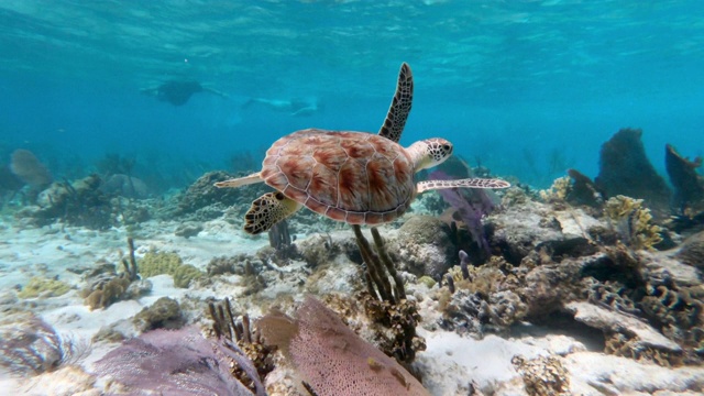 海龟在海底游泳的特写，水下的海洋生物-大蓝洞，伯利兹视频素材