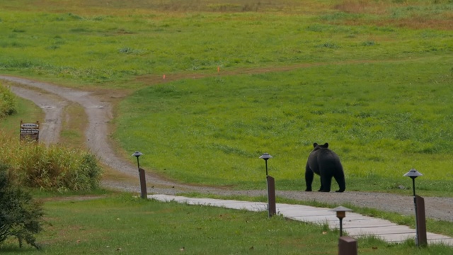 野生熊漫步在草地上的森林-不列颠哥伦比亚省，贝拉·库拉视频下载
