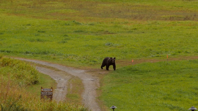 野生熊奔跑在草原上的森林公路-不列颠哥伦比亚省，贝拉库拉视频下载