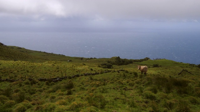 在阳光明媚的日子里，奶牛在海边的绿色草地上吃草。葡萄牙亚速尔群岛视频下载