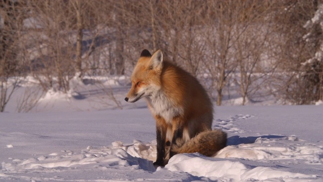红狐在阳光明媚的日子里坐在雪地上，在冬天的阳光下捕食者-杰克逊，怀俄明州视频下载