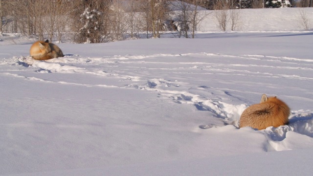 红狐在阳光明媚的日子里在雪地上睡觉，野生动物在冬天在阳光下放松视频下载