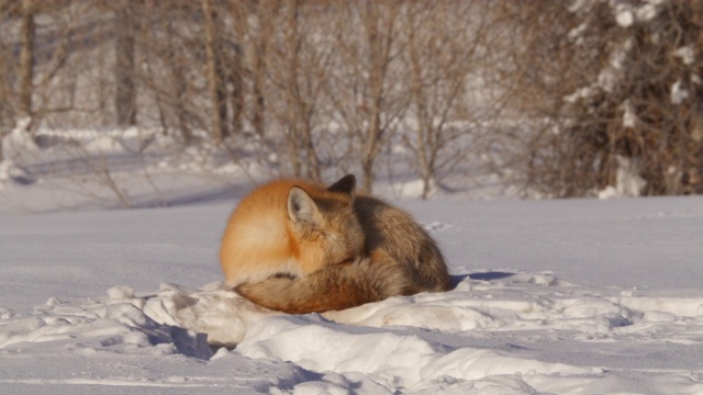在阳光明媚的日子里，野生红狐在雪地上睡觉，在冬天，动物在阳光下放松视频下载