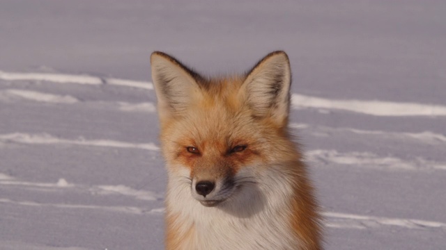 在阳光明媚的日子里，靠近警惕的红狐在雪地上，野生动物在冬天的阳光下放松-杰克逊，怀俄明州视频下载