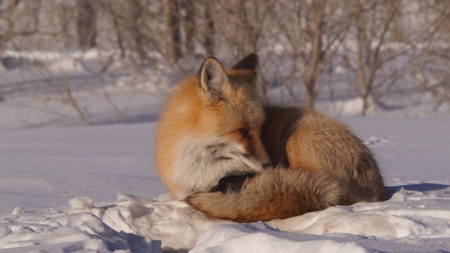 警惕的红狐放松和睡觉在雪地上的植物，野生动物躺在户外在阳光明媚的冬天-杰克逊，怀俄明州视频下载