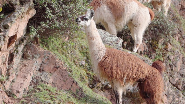 美洲驼在山上吃植物，动物在山上吃草——秘鲁的库斯科视频素材