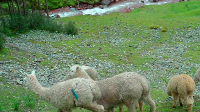 高角度慢动作的美洲驼在田野上行走，牲畜在土地上放牧-库斯科，秘鲁视频素材