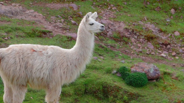 侧面的骆驼走在草地上的山，哺乳动物看向别处，而站在悬崖上-库斯科，秘鲁视频素材