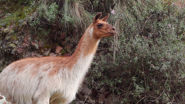美洲驼站在山上看向别处，吃哺乳动物的植物——秘鲁的库斯科视频素材