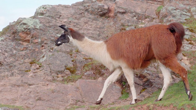 秘鲁库斯科，在岩石山上行走的骆驼的镜头视频素材