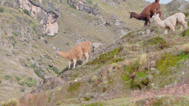 低角度的平移镜头在山上对天空，家养哺乳动物在山上-库斯科，秘鲁视频素材