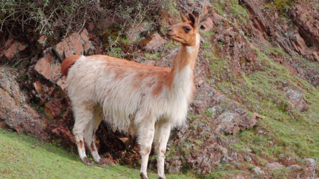 秘鲁库斯科，在山上吃草的骆驼，站在山上的哺乳动物视频素材