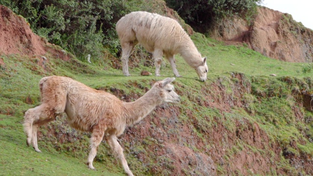 慢镜头平移拍摄的美洲驼在山上行走，哺乳动物在山上吃草-库斯科，秘鲁视频素材