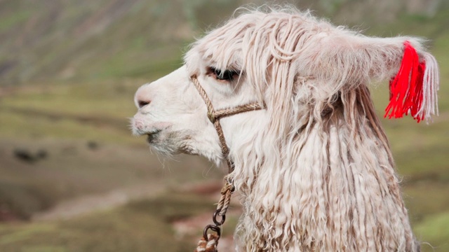 秘鲁彩虹山，白色羊驼的特写视频素材