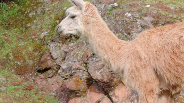 特写镜头，美洲驼走在山上，哺乳动物在草地上-库斯科，秘鲁视频素材