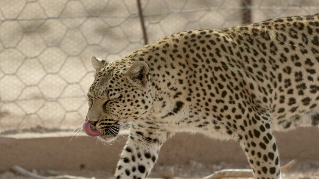 平移拍摄的斑点野猫走在篱笆在动物园，侧面的豹-埃托沙国家公园，纳米比亚视频素材