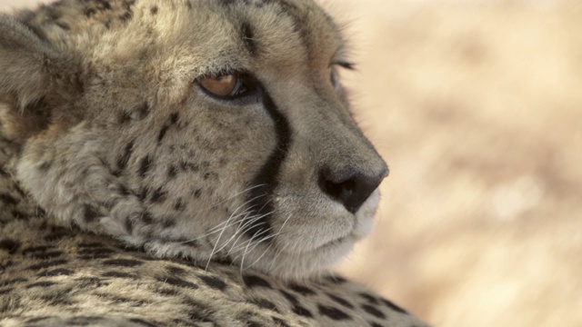 猎豹在动物园休息的特写，被发现的野猫-埃托沙国家公园，纳米比亚视频下载