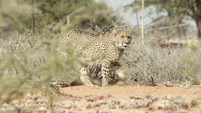 拍摄在植物中行走的猎豹，野生猫科动物在动物园-埃托沙国家公园，纳米比亚视频素材