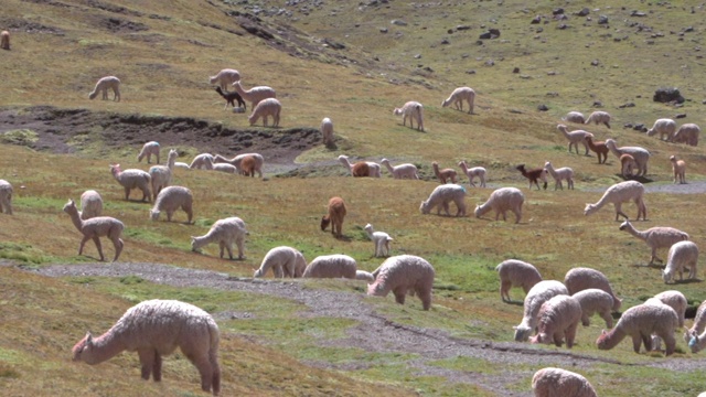 在阳光明媚的日子里，秘鲁彩虹山的喇嘛们在牧场上放牧视频下载