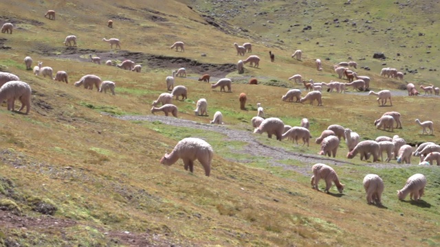 在阳光明媚的日子里，秘鲁彩虹山的喇嘛们在草地上放牧视频下载