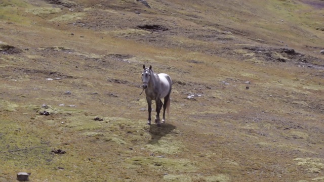 在阳光明媚的日子里，马在陆地上行走，高角度观看哺乳动物——彩虹山，秘鲁视频下载
